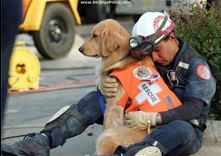Rescue Dog